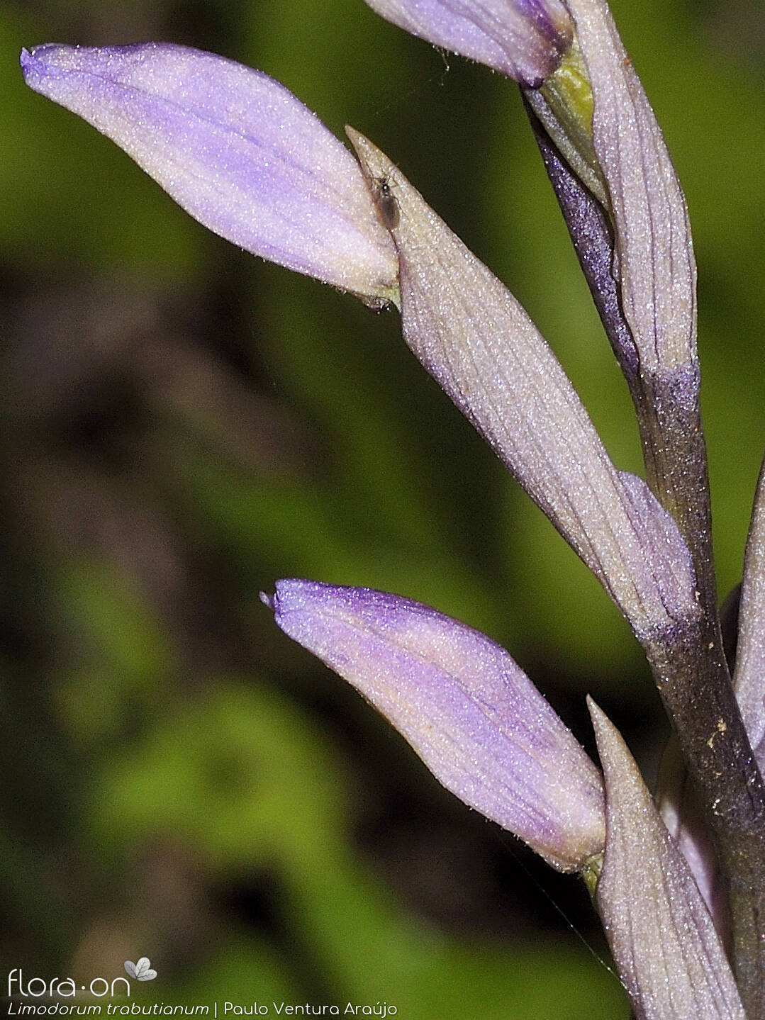 Limodorum trabutianum - Flor (close-up) | Paulo Ventura Araújo; CC BY-NC 4.0