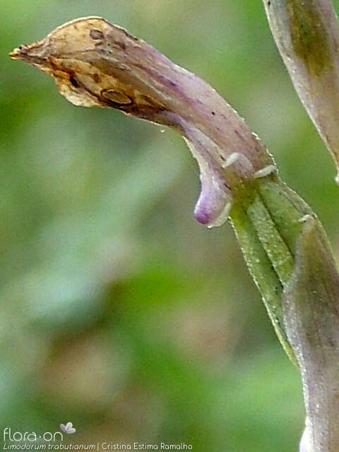Limodorum trabutianum - Flor (close-up) | Cristina Estima Ramalho; CC BY-NC 4.0