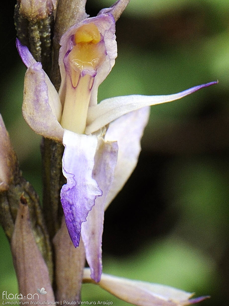 Limodorum trabutianum - Flor (close-up) | Paulo Ventura Araújo; CC BY-NC 4.0