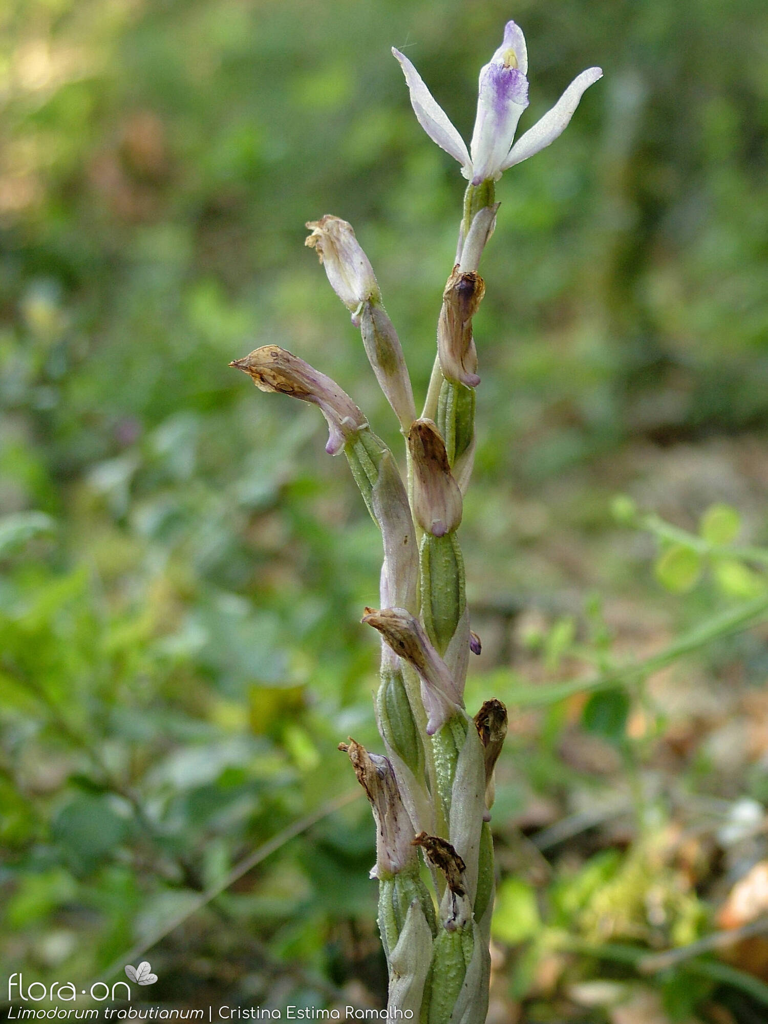 Limodorum trabutianum - Flor (geral) | Cristina Estima Ramalho; CC BY-NC 4.0