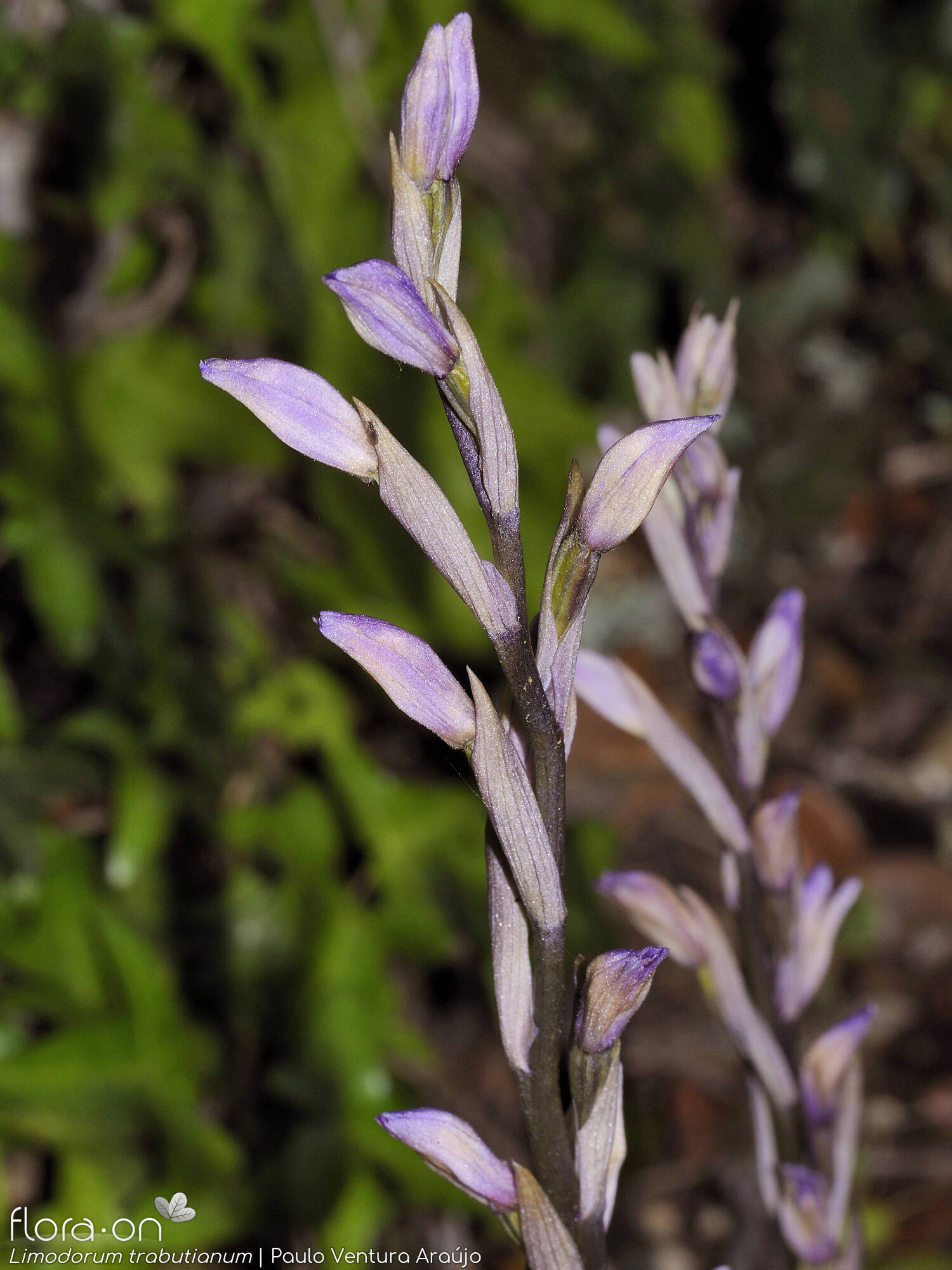 Limodorum trabutianum - Flor (geral) | Paulo Ventura Araújo; CC BY-NC 4.0