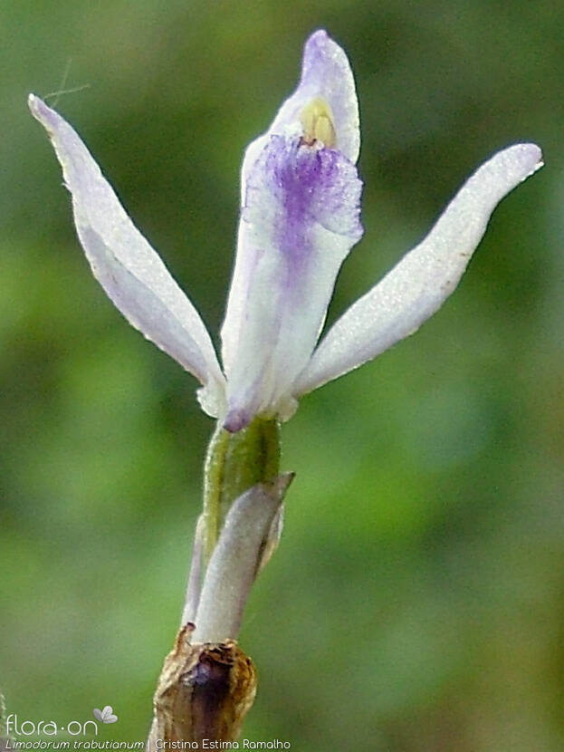Limodorum trabutianum - Flor (close-up) | Cristina Estima Ramalho; CC BY-NC 4.0
