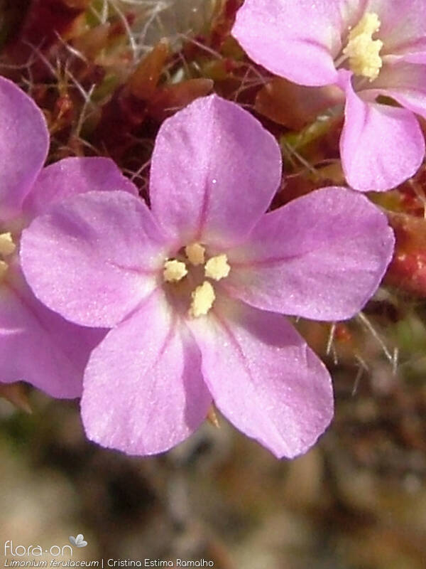 Limonium ferulaceum - Flor (close-up) | Cristina Estima Ramalho; CC BY-NC 4.0