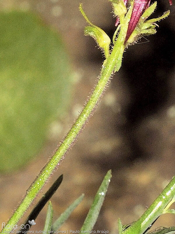 Linaria aeruginea aeruginea - Caule | Paulo Ventura Araújo; CC BY-NC 4.0