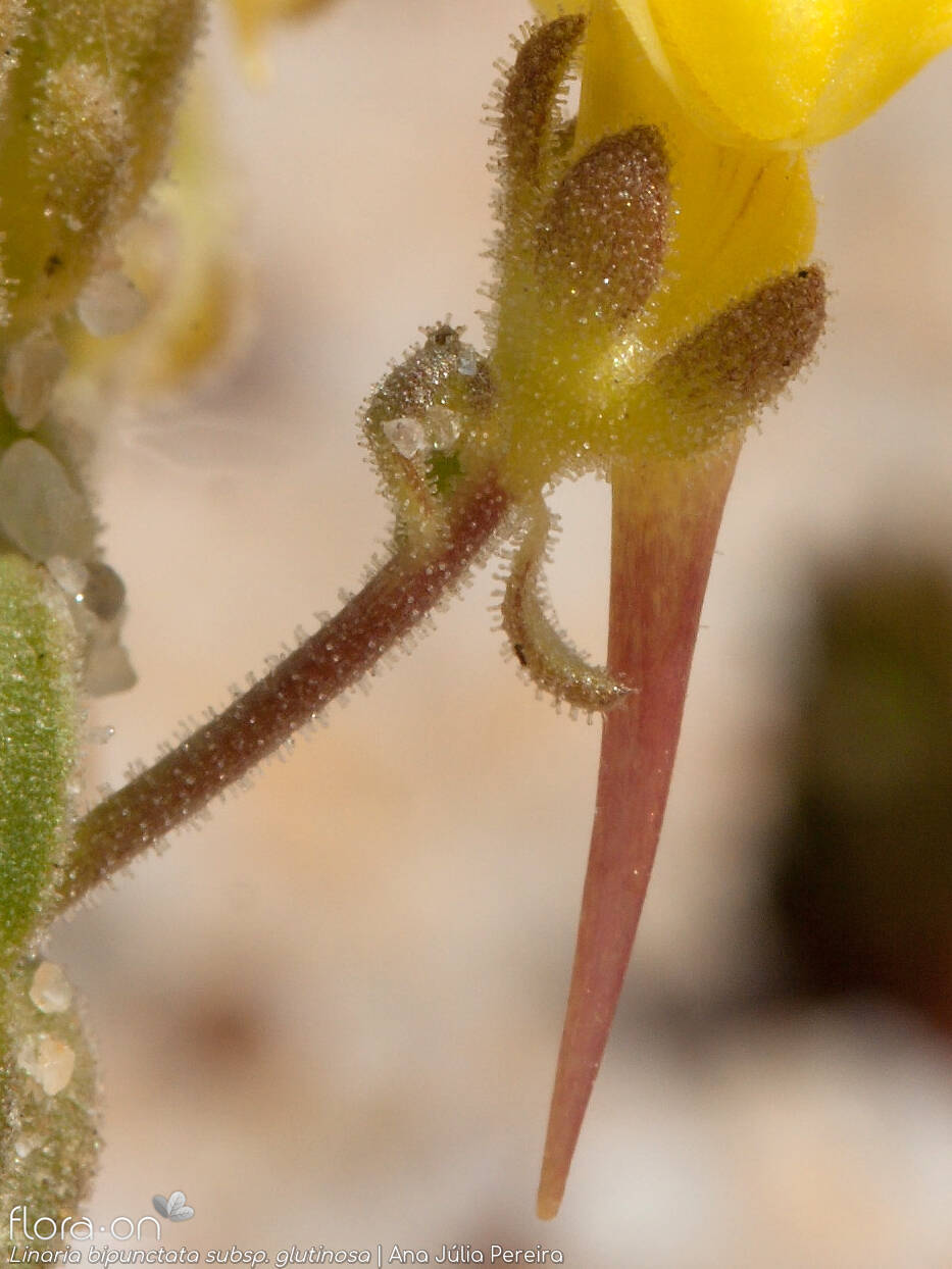 Linaria bipunctata - Flor (close-up) | Ana Júlia Pereira; CC BY-NC 4.0