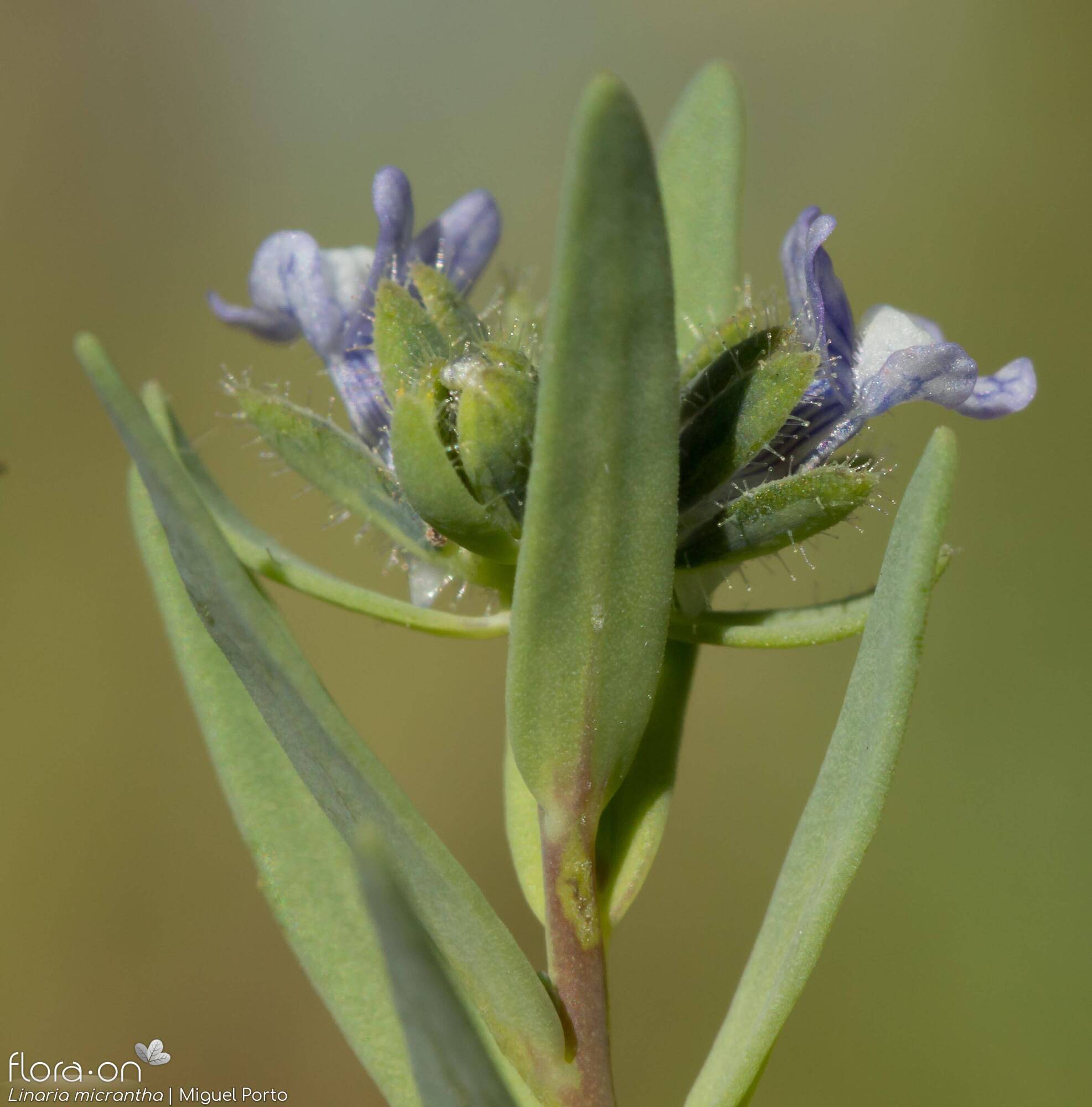 Linaria micrantha - Folha | Miguel Porto; CC BY-NC 4.0