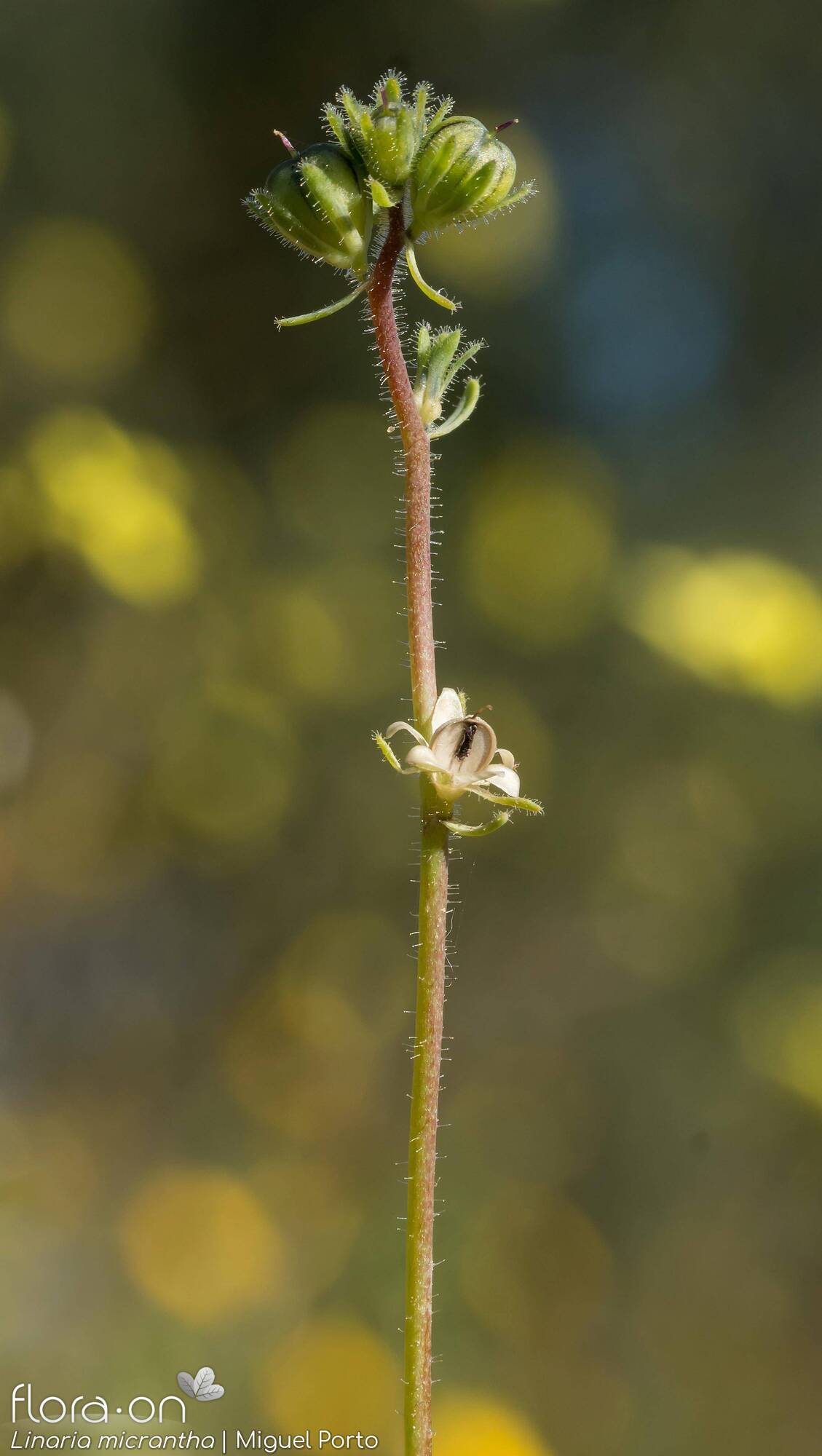 Linaria micrantha - Fruto | Miguel Porto; CC BY-NC 4.0