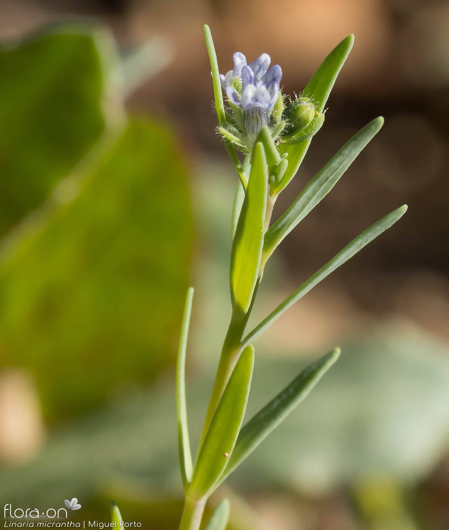 Linaria micrantha - Flor (geral) | Miguel Porto; CC BY-NC 4.0
