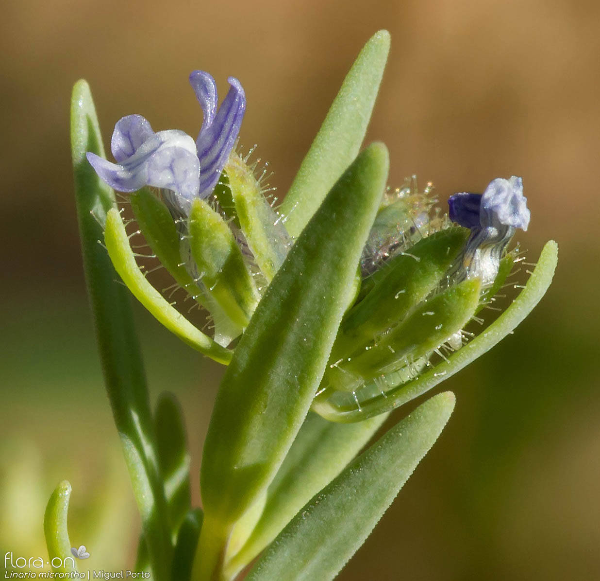 Linaria micrantha - Flor (close-up) | Miguel Porto; CC BY-NC 4.0