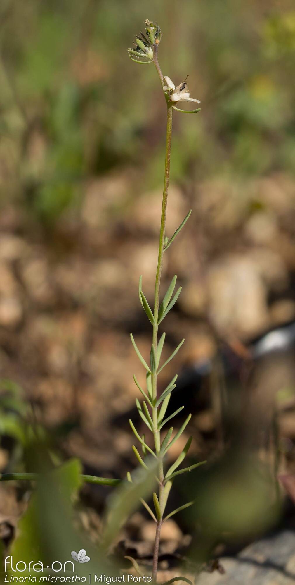 Linaria micrantha - Hábito | Miguel Porto; CC BY-NC 4.0