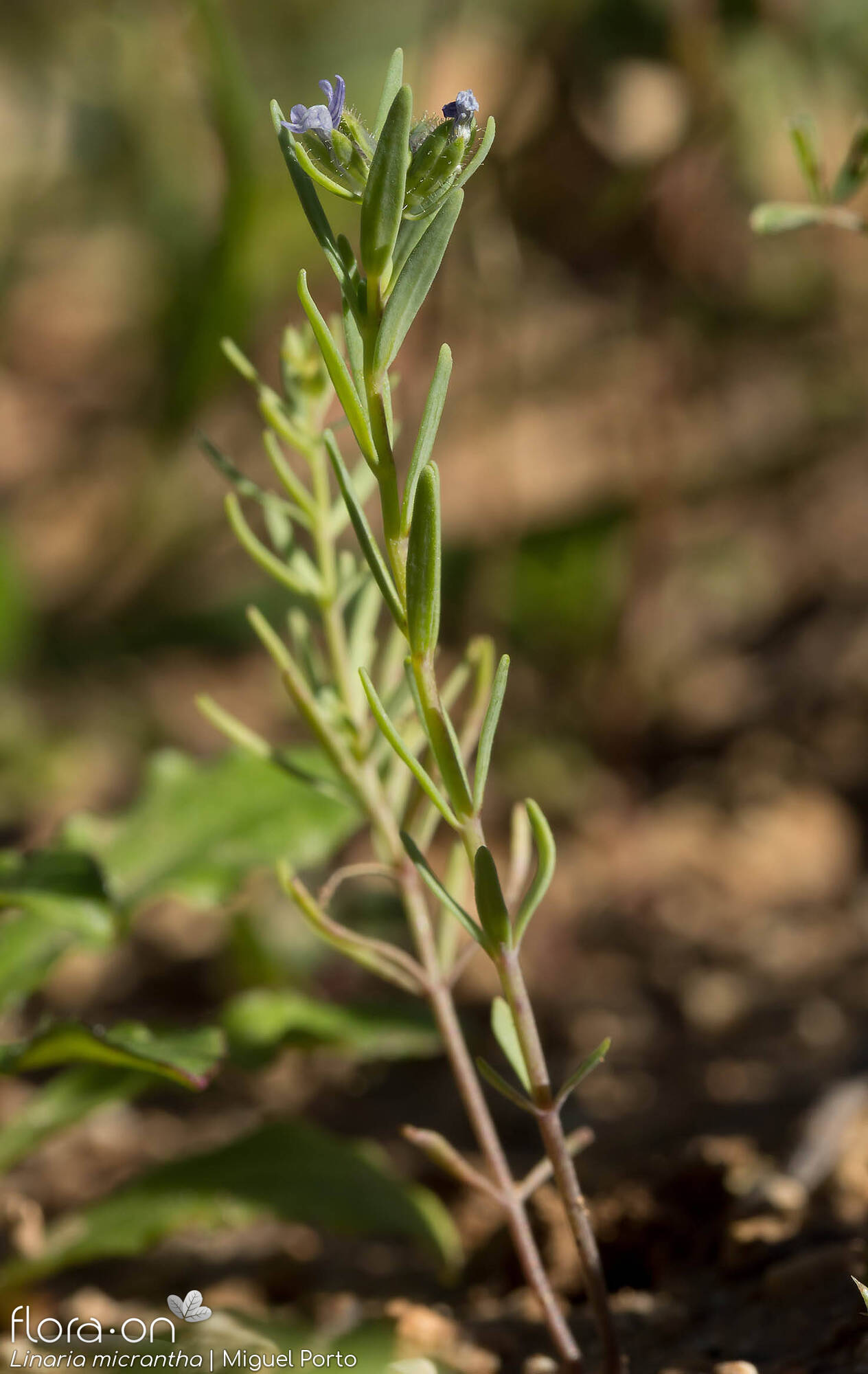 Linaria micrantha - Hábito | Miguel Porto; CC BY-NC 4.0