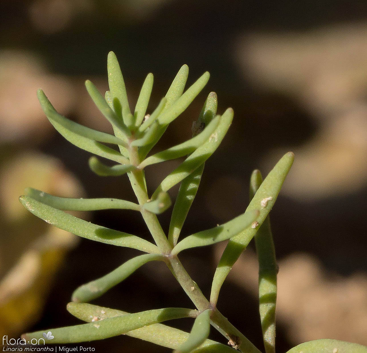 Linaria micrantha - Folha (geral) | Miguel Porto; CC BY-NC 4.0