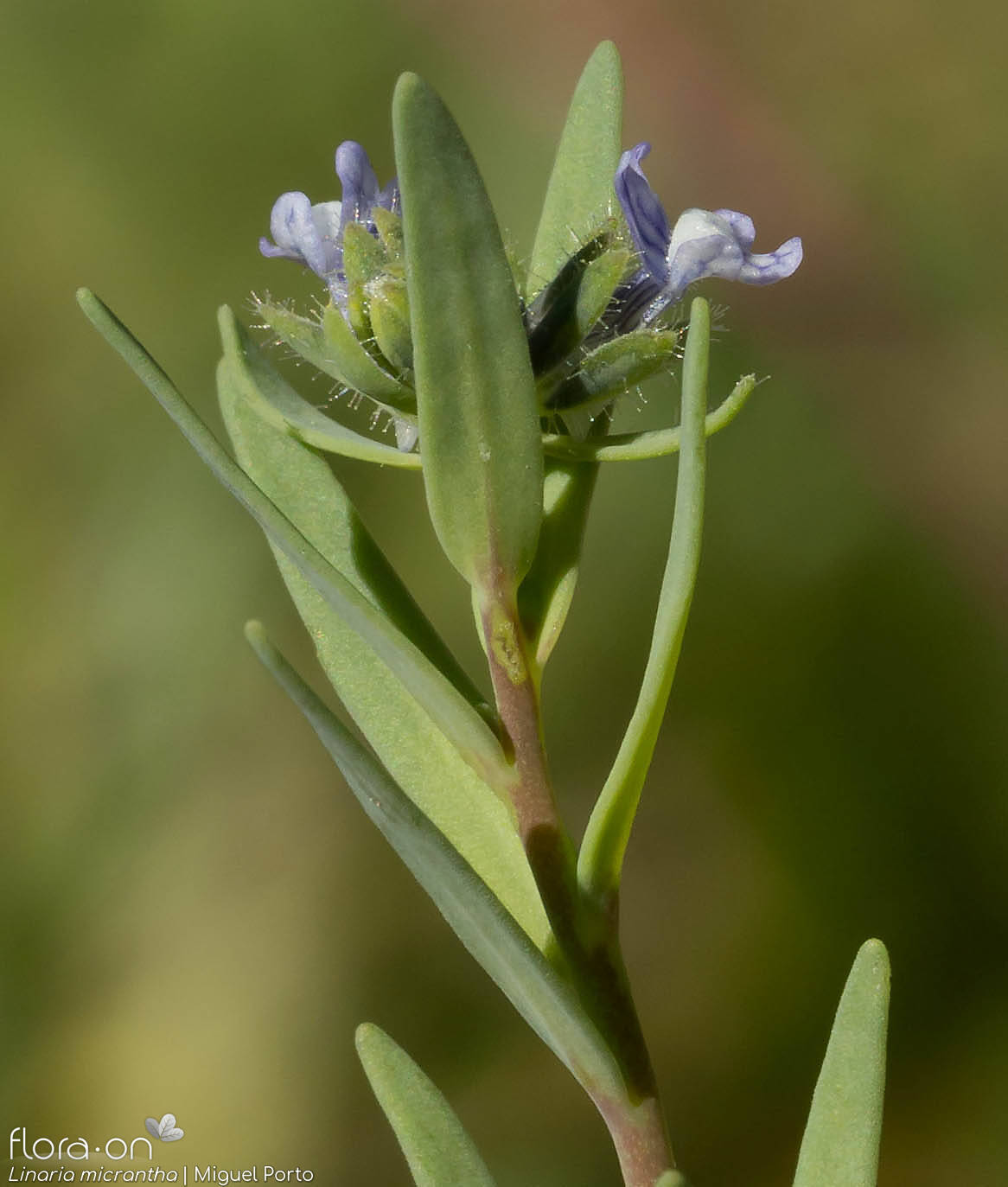 Linaria micrantha - Flor (geral) | Miguel Porto; CC BY-NC 4.0