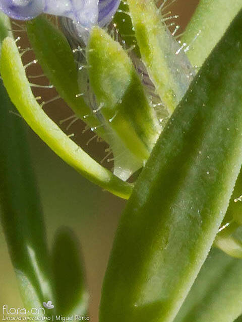 Linaria micrantha - Cálice | Miguel Porto; CC BY-NC 4.0