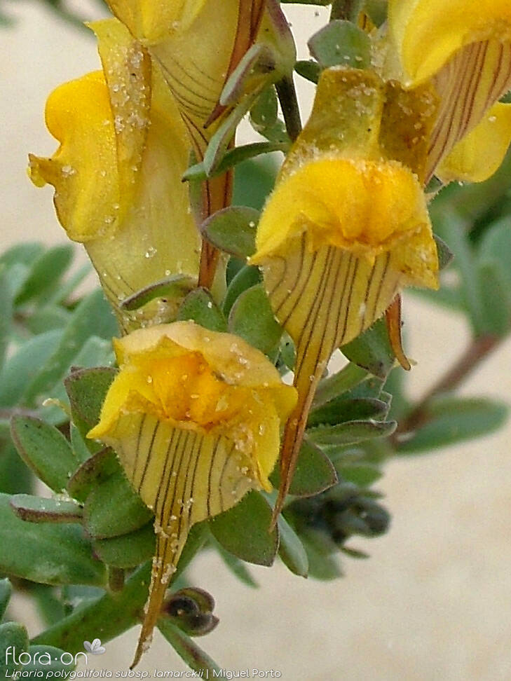 Linaria polygalifolia - Flor (close-up) | Miguel Porto; CC BY-NC 4.0