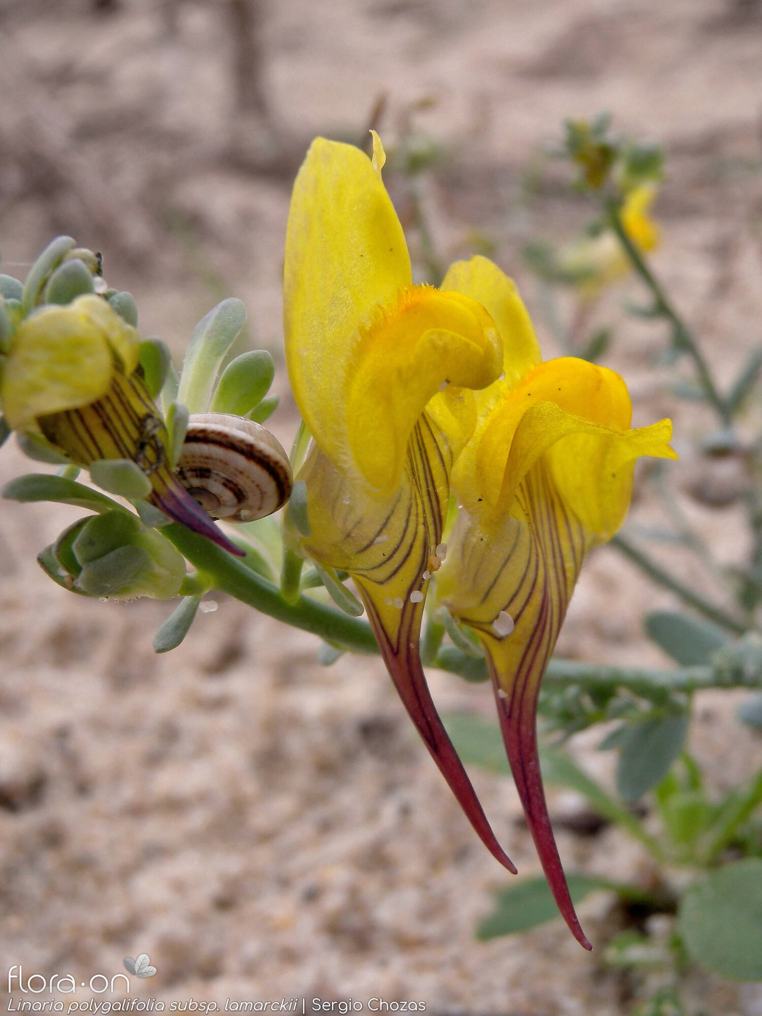 Linaria polygalifolia - Flor (close-up) | Sergio Chozas; CC BY-NC 4.0