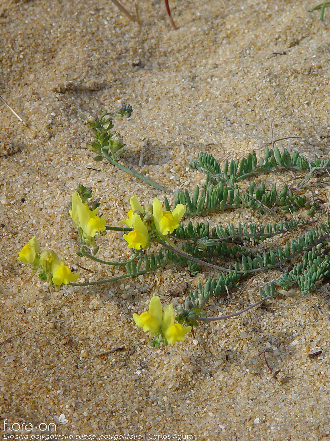 Linaria polygalifolia - Hábito | Carlos Aguiar; CC BY-NC 4.0