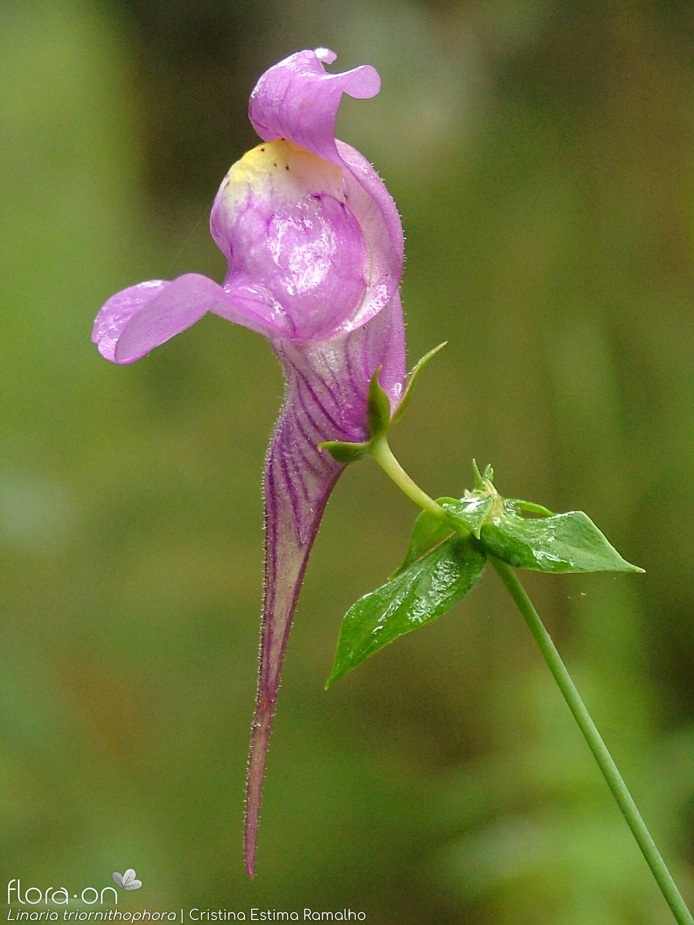 Linaria triornithophora - Flor (close-up) | Cristina Estima Ramalho; CC BY-NC 4.0