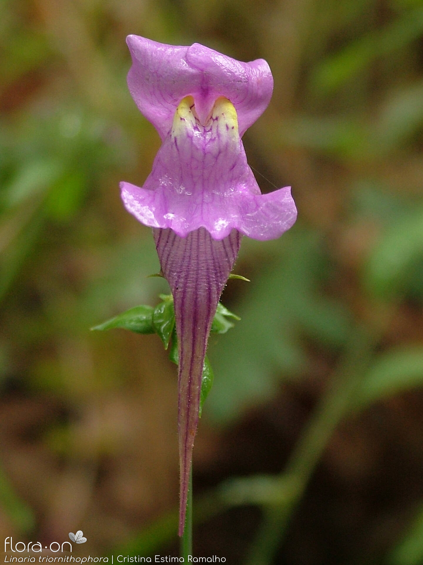 Linaria triornithophora - Flor (close-up) | Cristina Estima Ramalho; CC BY-NC 4.0