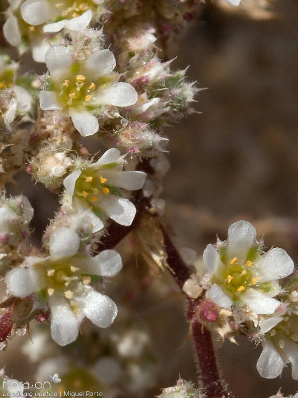 Loeflingia baetica - Flor (close-up) | Miguel Porto; CC BY-NC 4.0