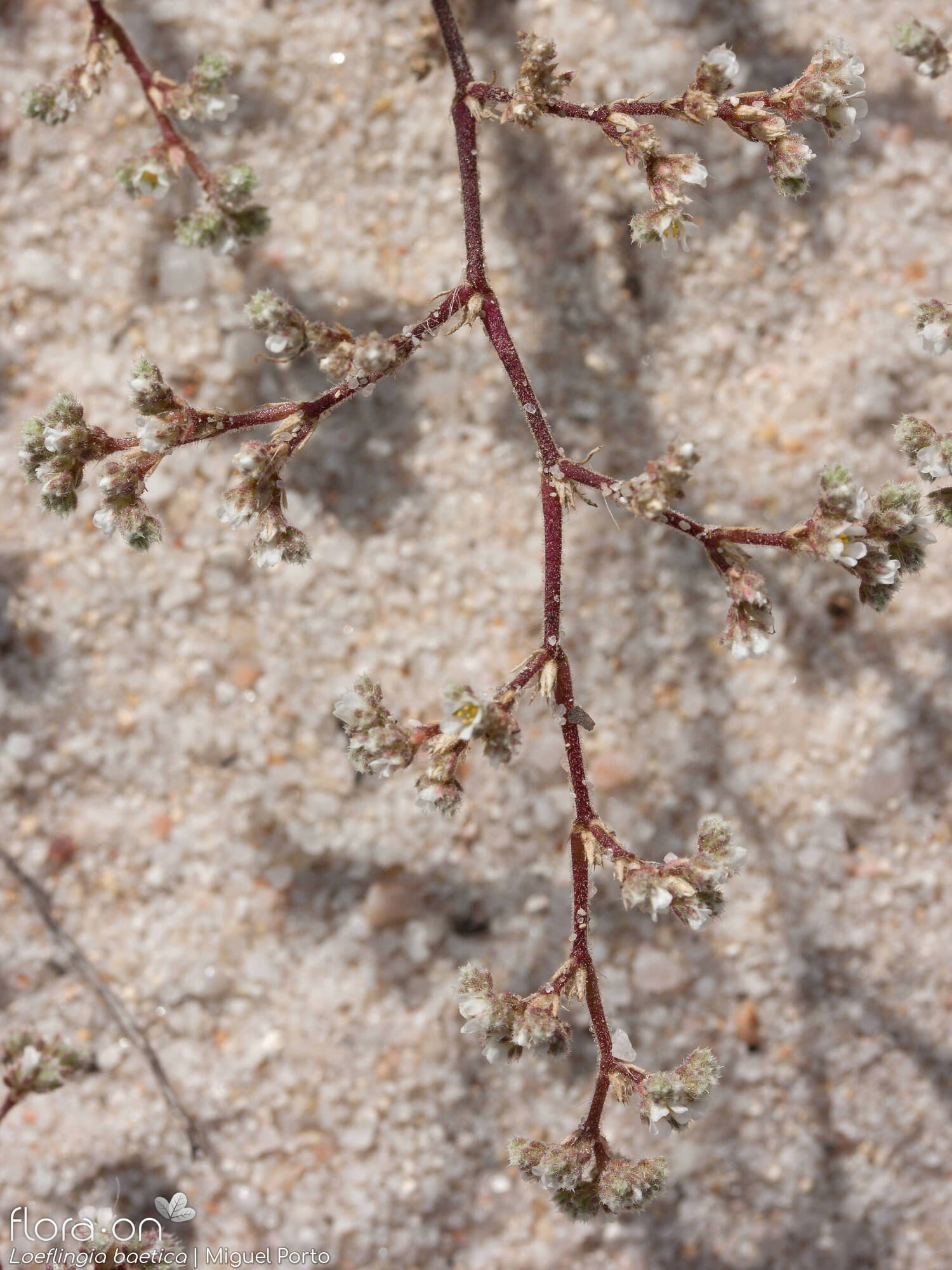 Loeflingia baetica - Flor (geral) | Miguel Porto; CC BY-NC 4.0