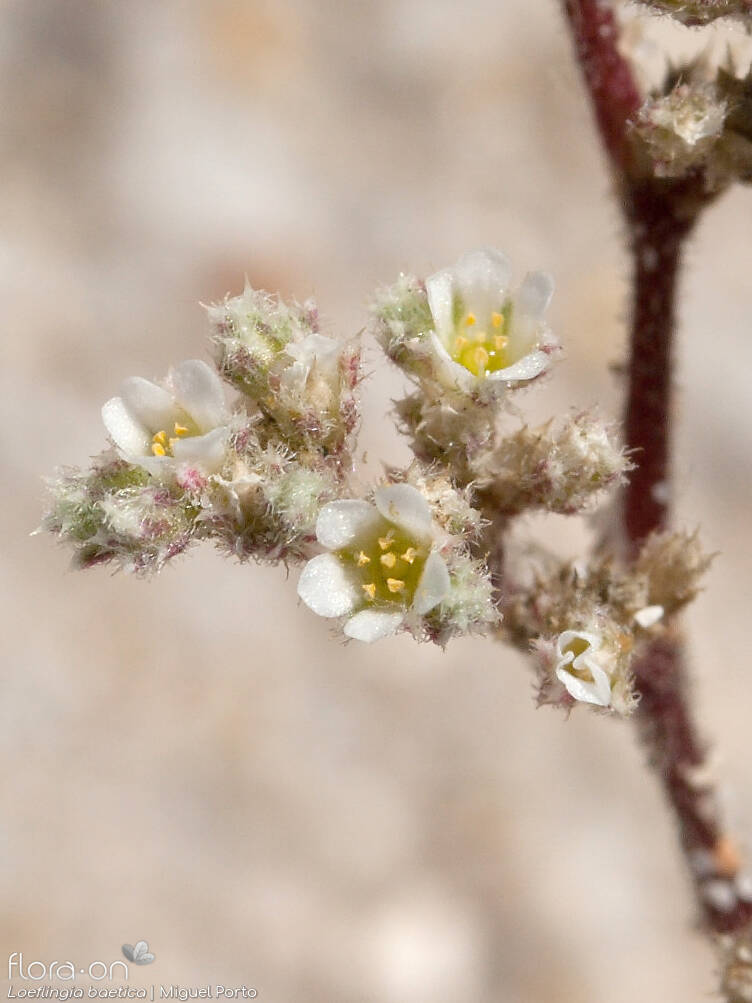 Loeflingia baetica - Flor (geral) | Miguel Porto; CC BY-NC 4.0
