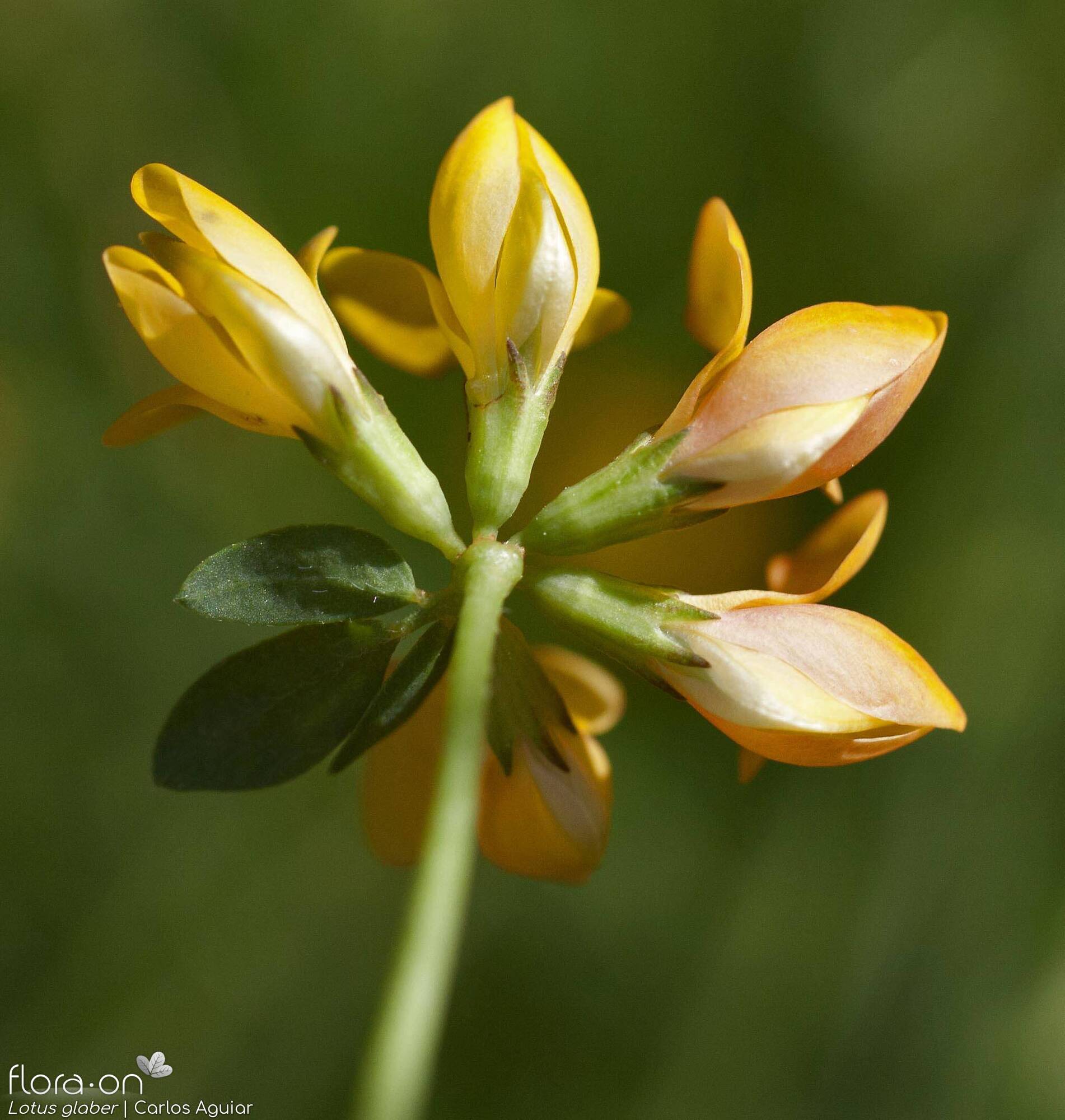 Lotus glaber - Flor (close-up) | Carlos Aguiar; CC BY-NC 4.0