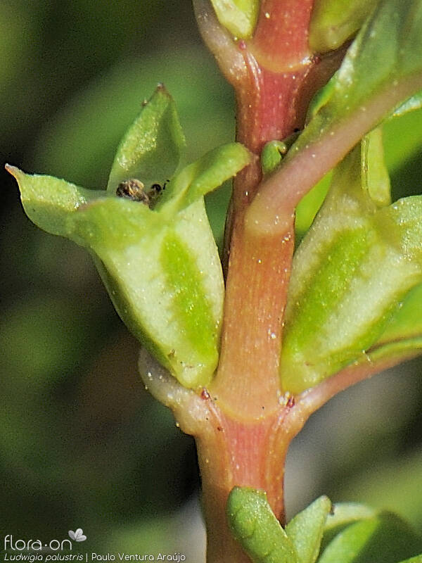 Ludwigia palustris - Flor (close-up) | Paulo Ventura Araújo; CC BY-NC 4.0