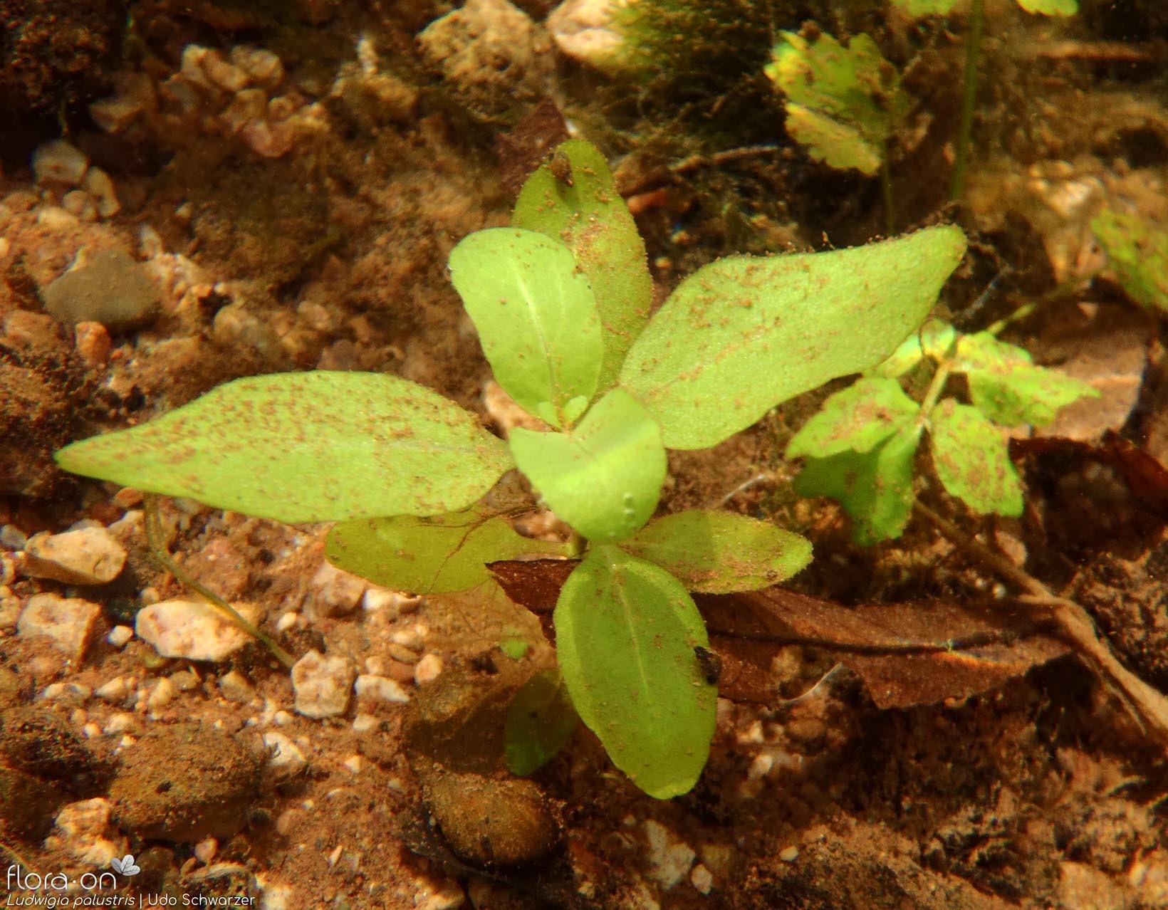 Ludwigia palustris - Folha (geral) | Udo Schwarzer; CC BY-NC 4.0