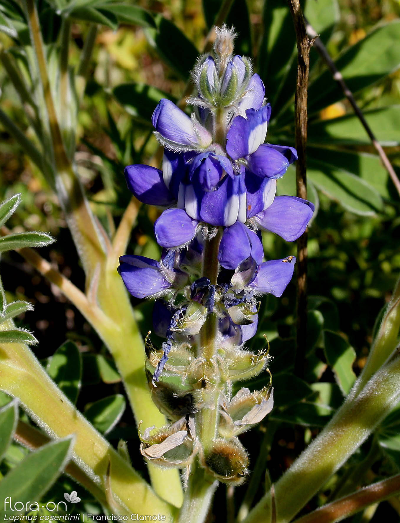 Lupinus cosentinii - Flor (geral) | Francisco Clamote; CC BY-NC 4.0