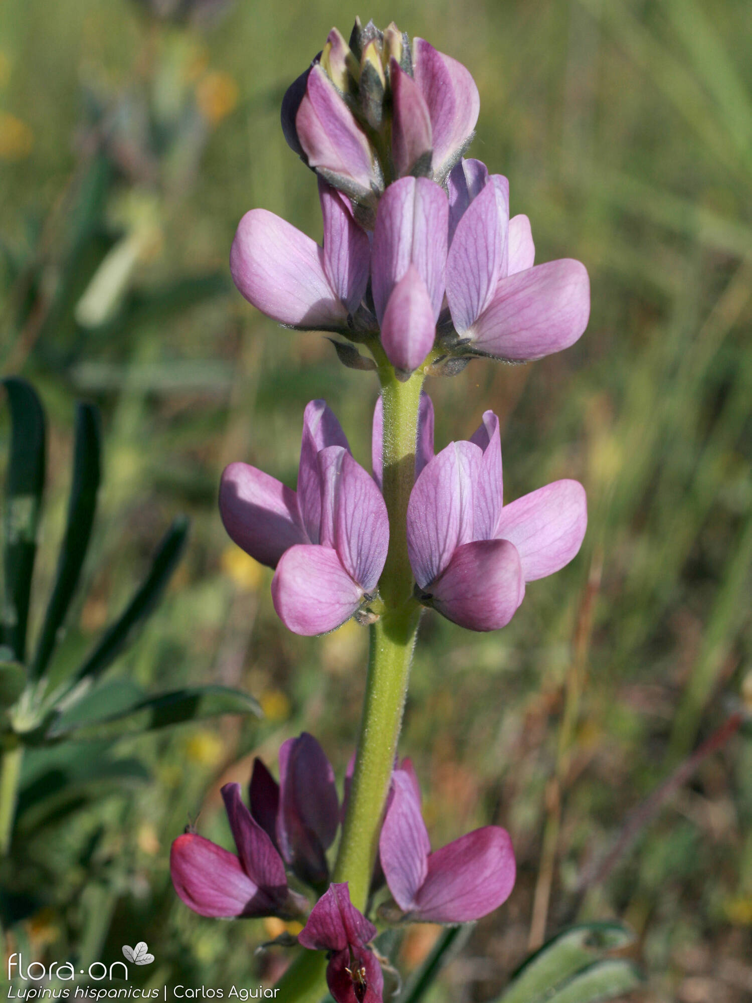 Lupinus hispanicus - Flor (geral) | Carlos Aguiar; CC BY-NC 4.0