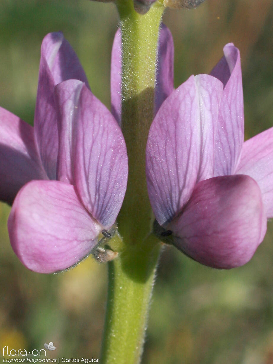 Lupinus hispanicus - Flor (close-up) | Carlos Aguiar; CC BY-NC 4.0