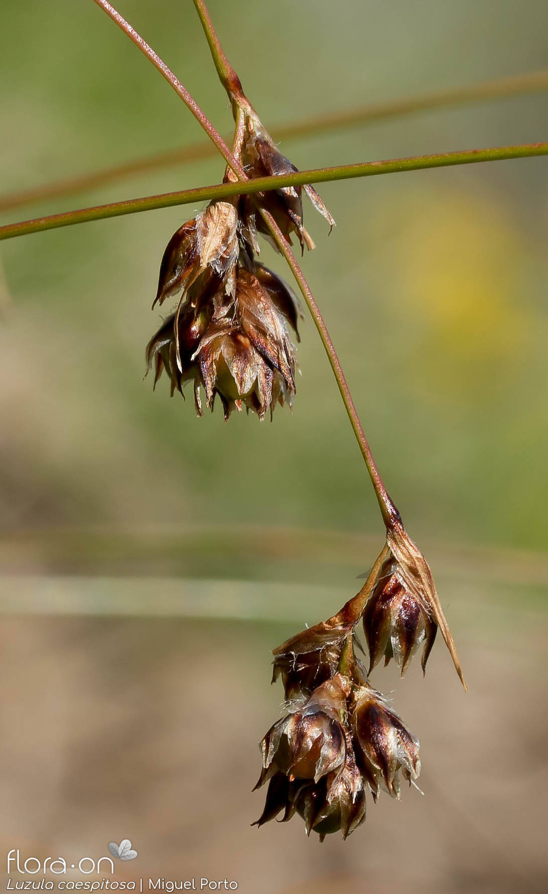 Luzula caespitosa - Flor (geral) | Miguel Porto; CC BY-NC 4.0