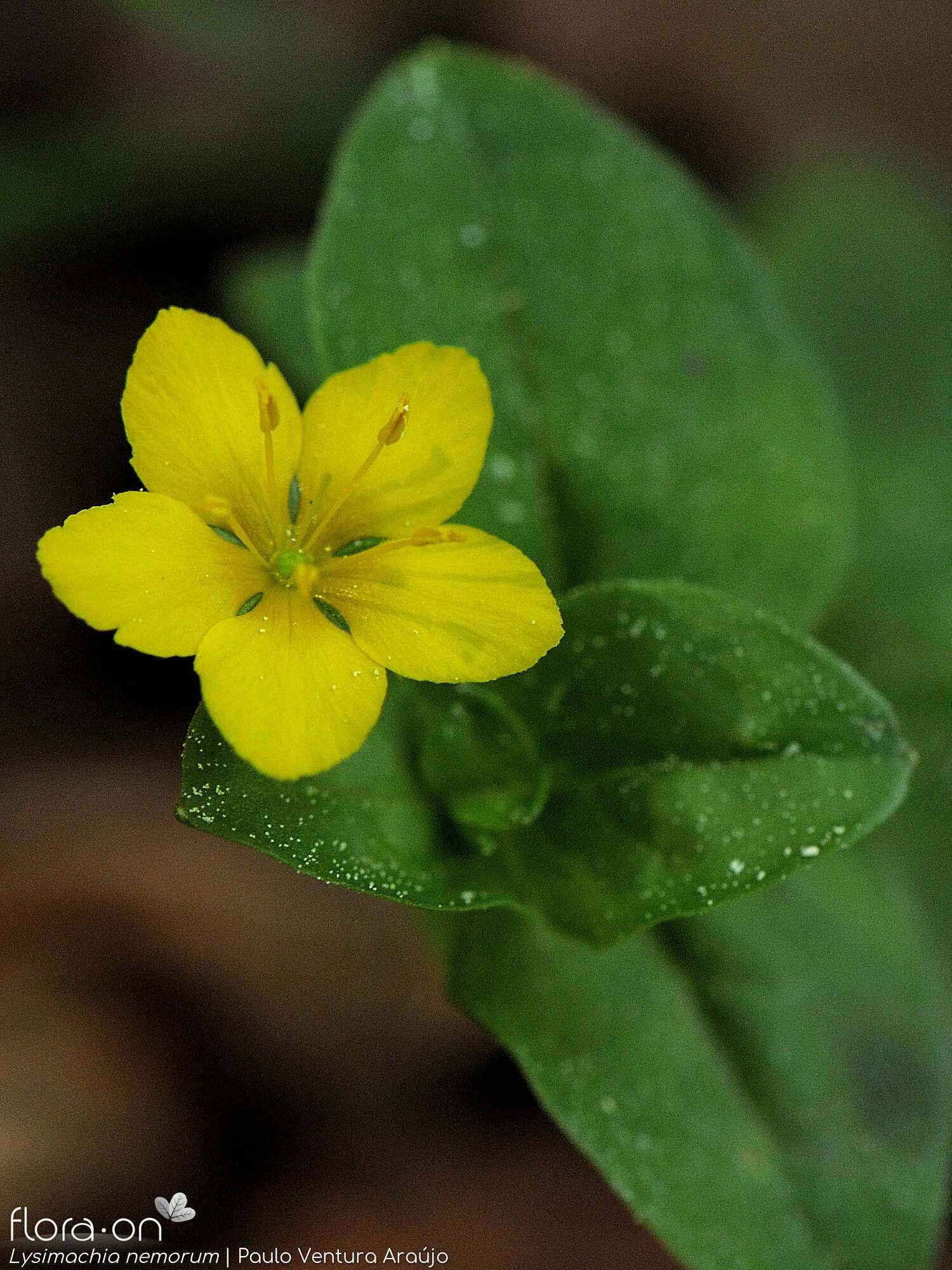 Lysimachia nemorum - Flor (close-up) | Paulo Ventura Araújo; CC BY-NC 4.0
