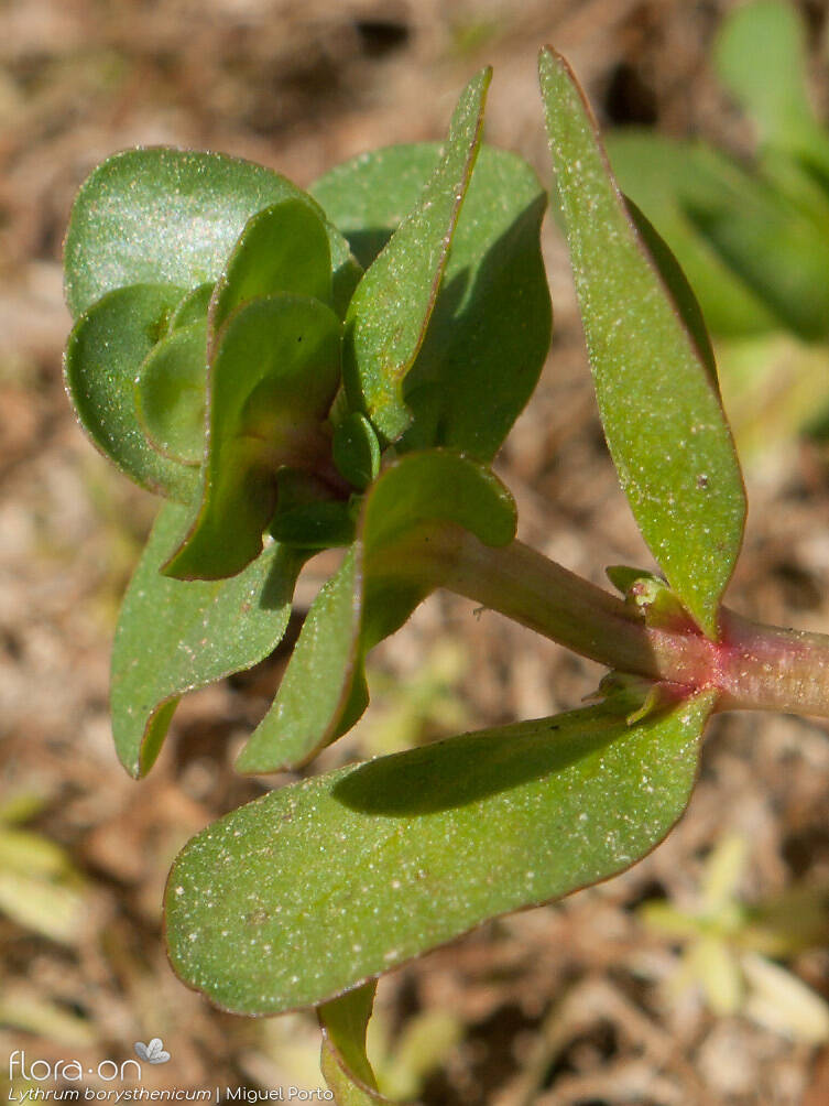 Lythrum borysthenicum - Folha | Miguel Porto; CC BY-NC 4.0