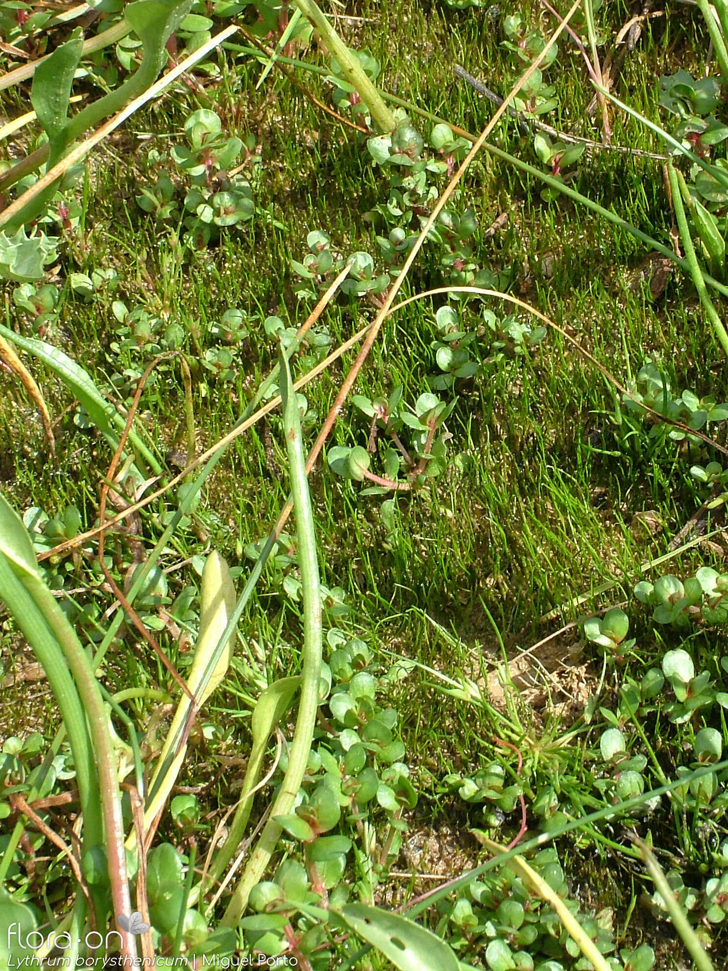 Lythrum borysthenicum - Hábito | Miguel Porto; CC BY-NC 4.0