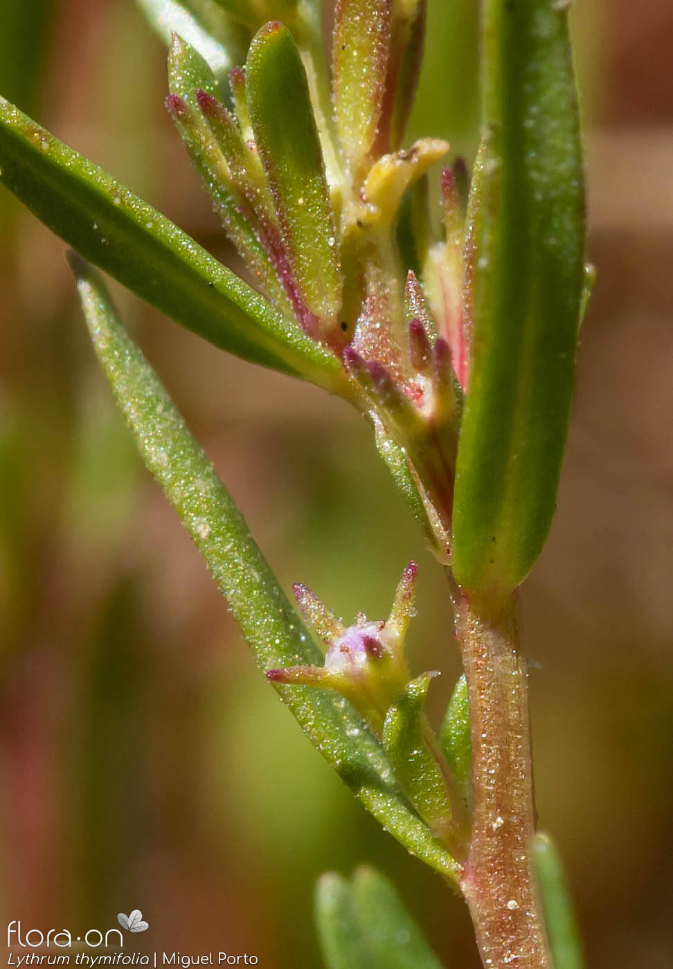 Lythrum thymifolia - Flor (geral) | Miguel Porto; CC BY-NC 4.0