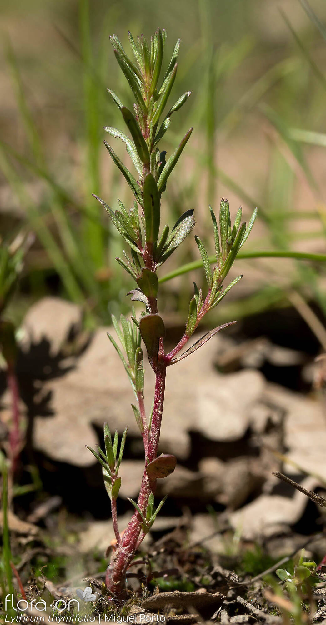 Lythrum thymifolia - Hábito | Miguel Porto; CC BY-NC 4.0