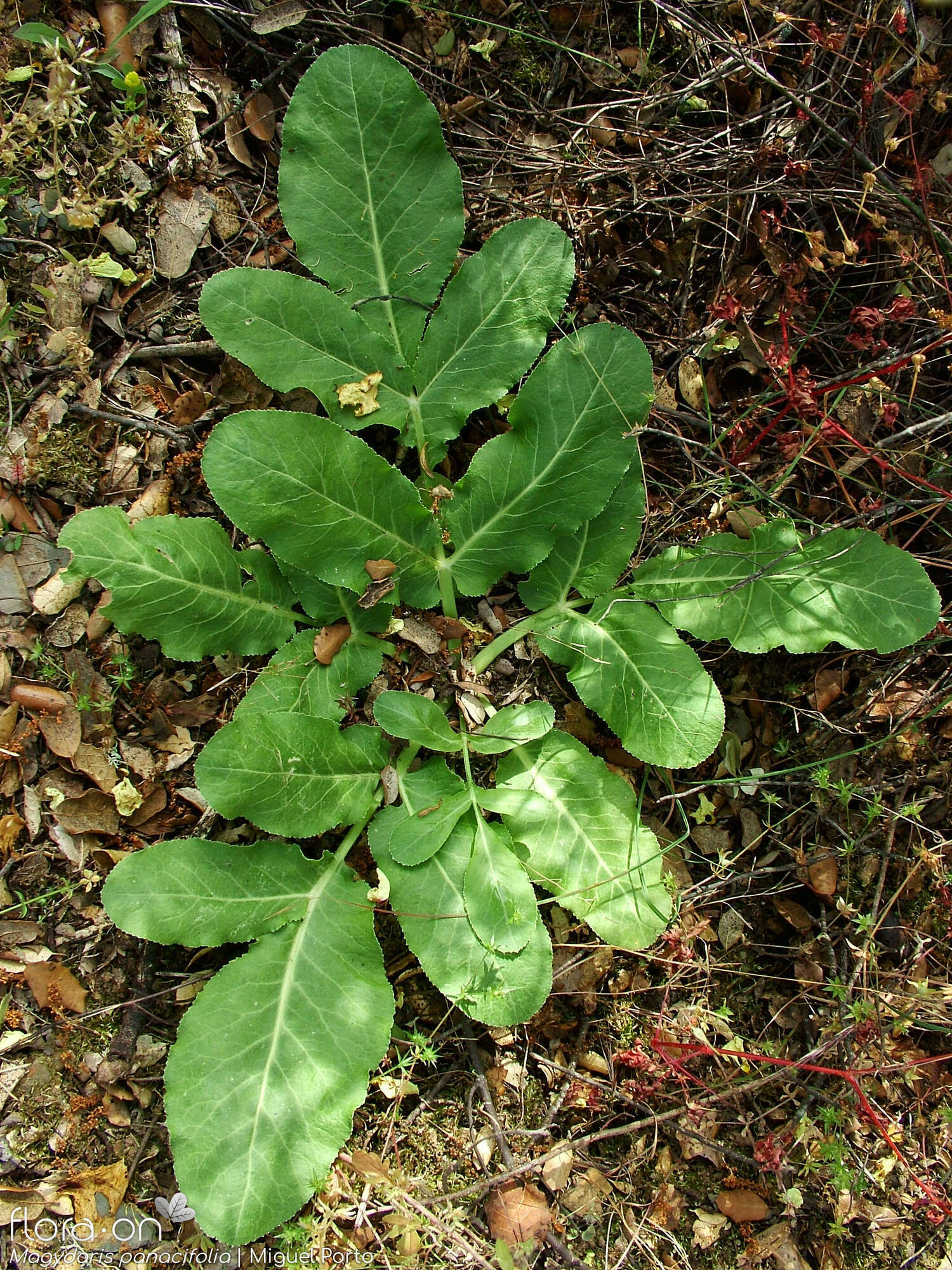 Magydaris panacifolia - Folha (geral) | Miguel Porto; CC BY-NC 4.0