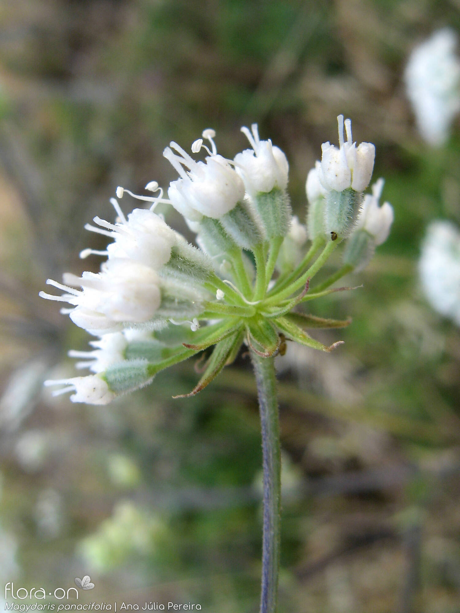 Magydaris panacifolia - Flor (close-up) | Ana Júlia Pereira; CC BY-NC 4.0