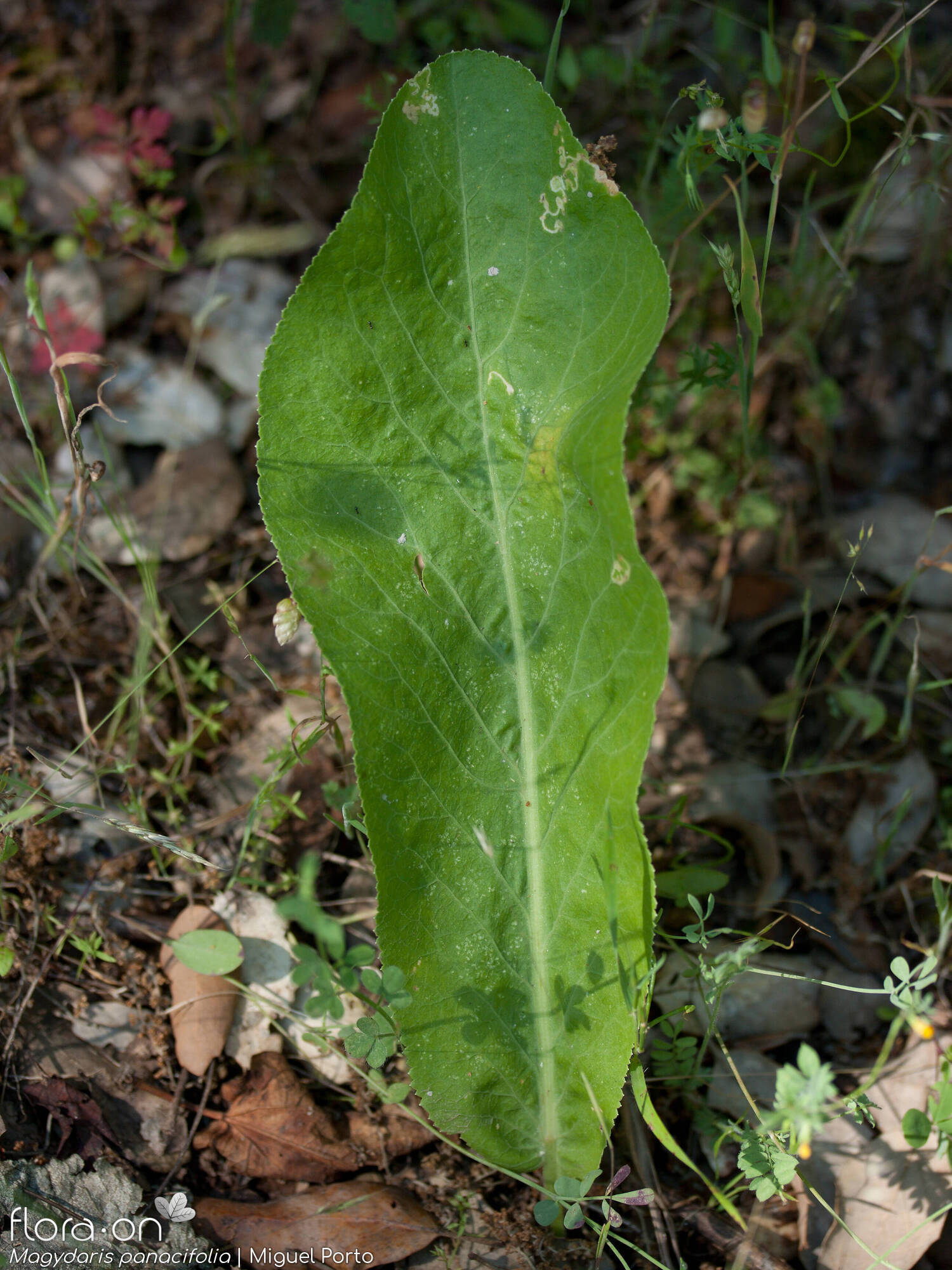 Magydaris panacifolia - Folha | Miguel Porto; CC BY-NC 4.0