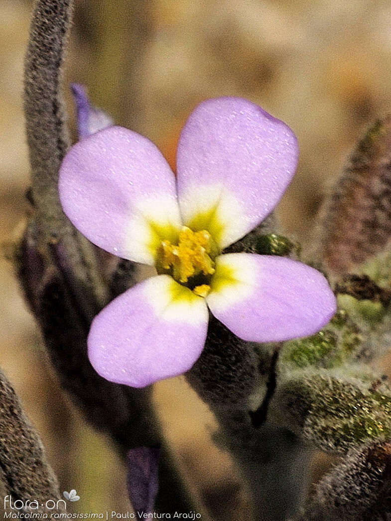 Malcolmia ramosissima - Flor (close-up) | Paulo Ventura Araújo; CC BY-NC 4.0