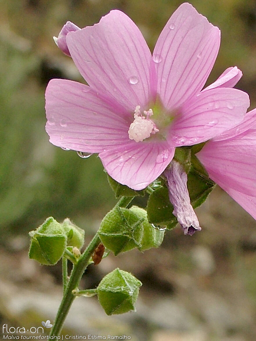 Malva tournefortiana - Flor (close-up) | Cristina Estima Ramalho; CC BY-NC 4.0