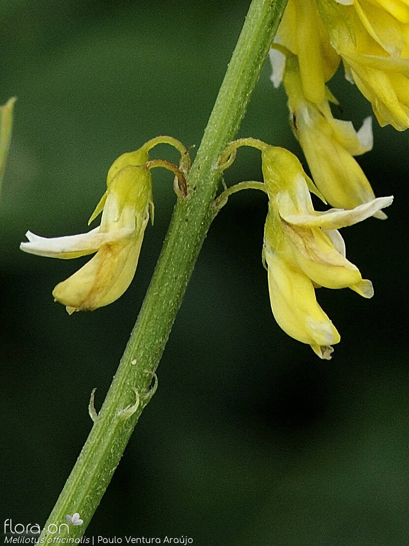 Melilotus officinalis - Flor (close-up) | Paulo Ventura Araújo; CC BY-NC 4.0