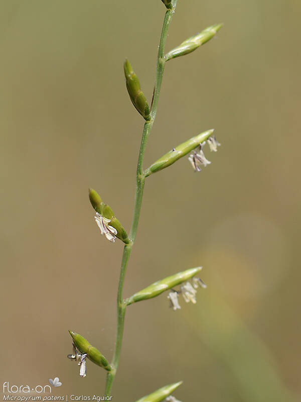 Micropyrum patens - Flor (close-up) | Carlos Aguiar; CC BY-NC 4.0