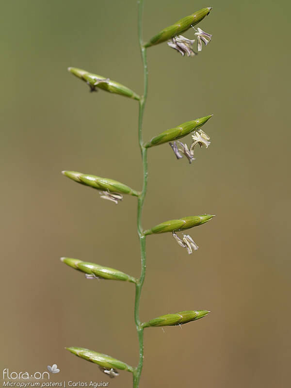 Micropyrum patens - Flor (close-up) | Carlos Aguiar; CC BY-NC 4.0