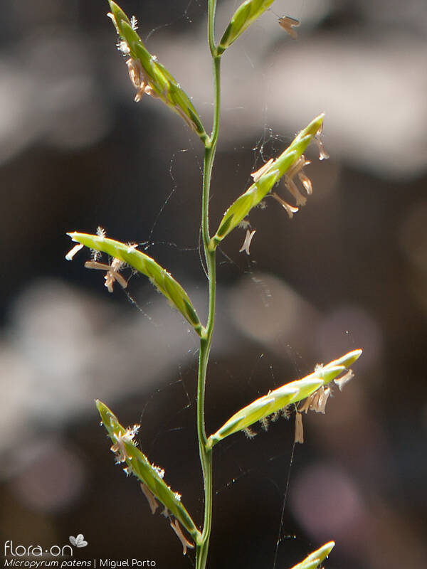 Micropyrum patens - Flor (close-up) | Miguel Porto; CC BY-NC 4.0