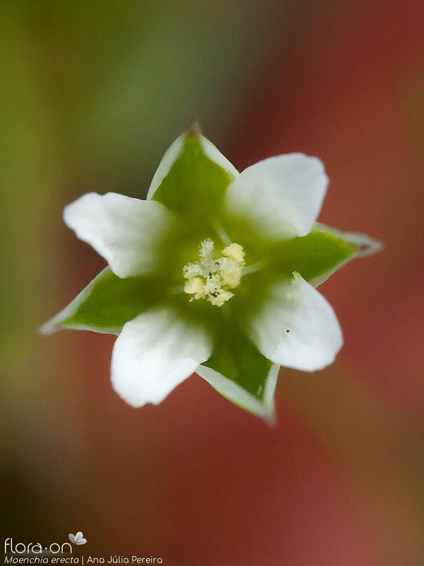 Moenchia erecta - Flor (close-up) | Ana Júlia Pereira; CC BY-NC 4.0