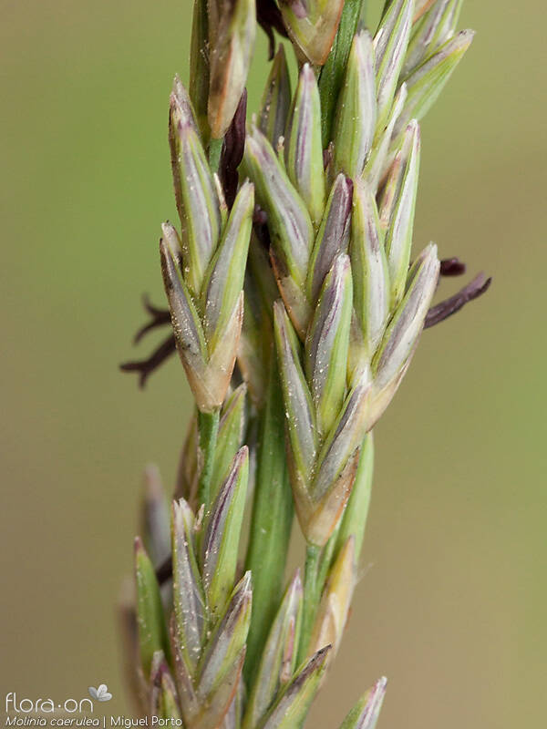 Molinia caerulea - Flor (close-up) | Miguel Porto; CC BY-NC 4.0