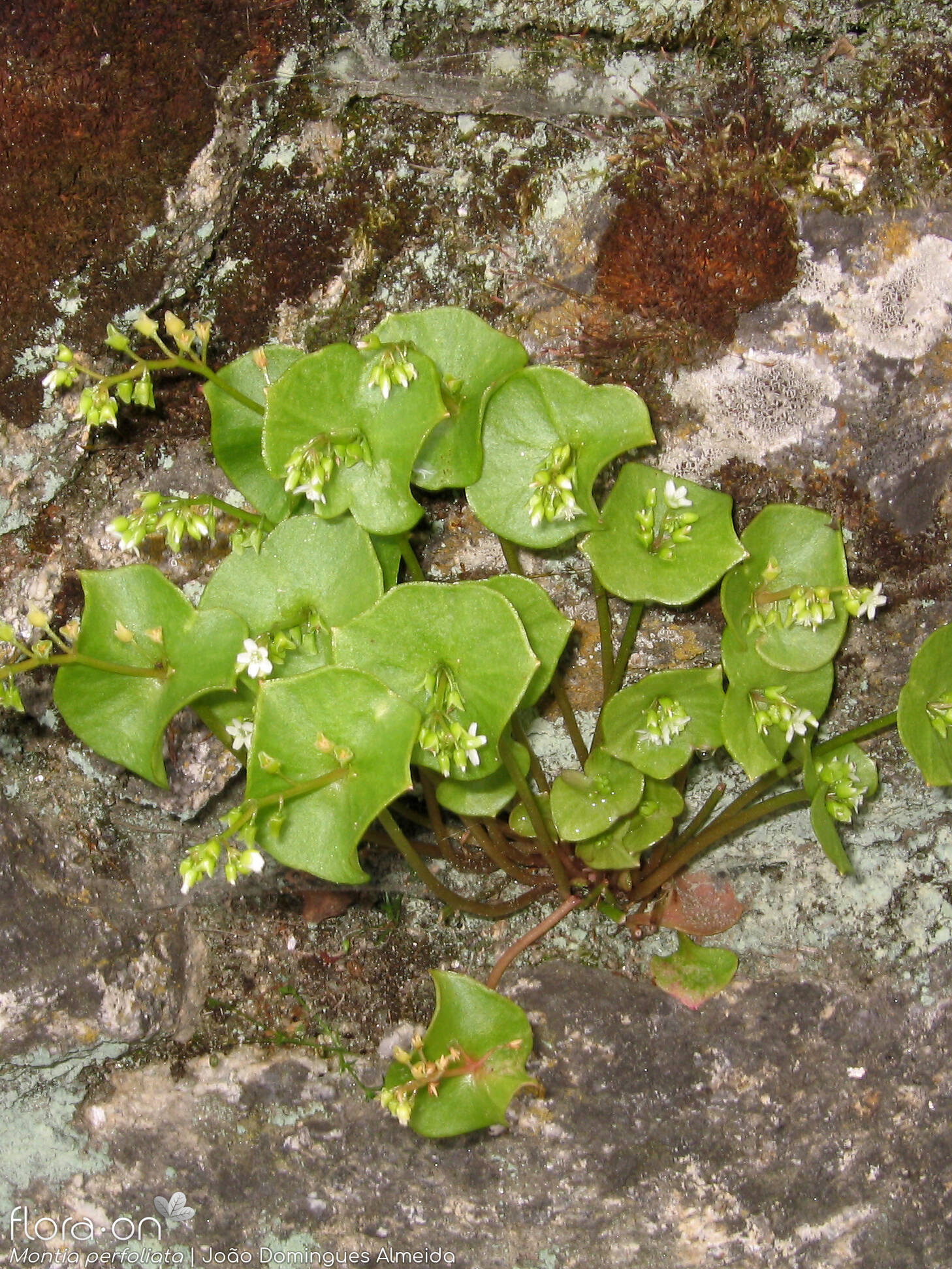 Montia perfoliata - Hábito | João Domingues Almeida; CC BY-NC 4.0
